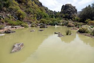 GC-Jardin Botanico Viera 2019-18.JPG